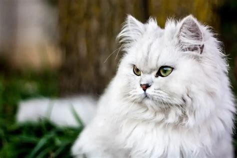 iran kedisi yavru beyaz fiyat